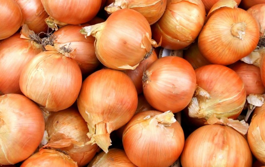 Цибулю Альфа