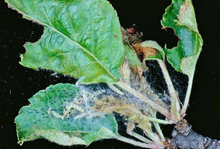 Яблонный пылильщик Яблонный пылильщик