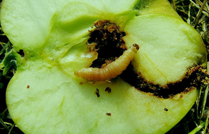 Яблунева плодожерка Яблунева плодожерка