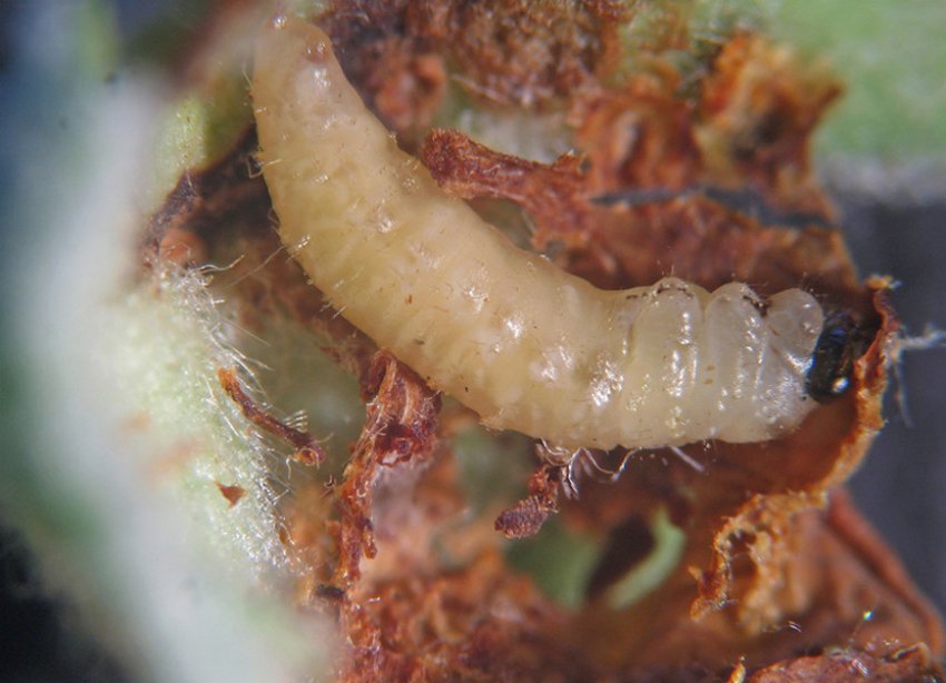 Яблонный квіткоїд Яблонный квіткоїд