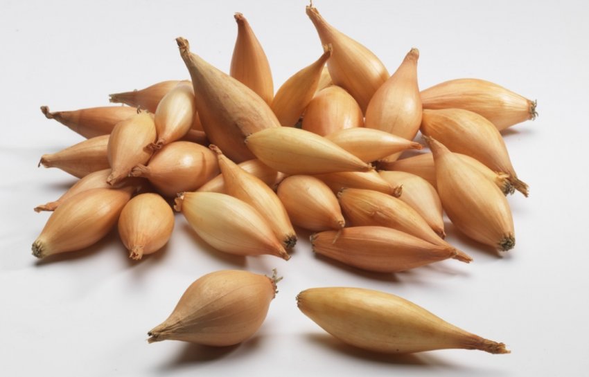 Цибулю Бамбергер