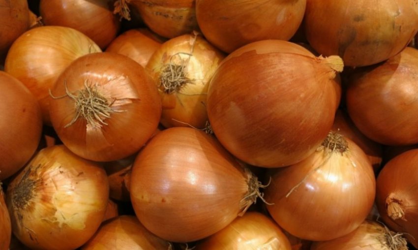 Цибулю Геркулес