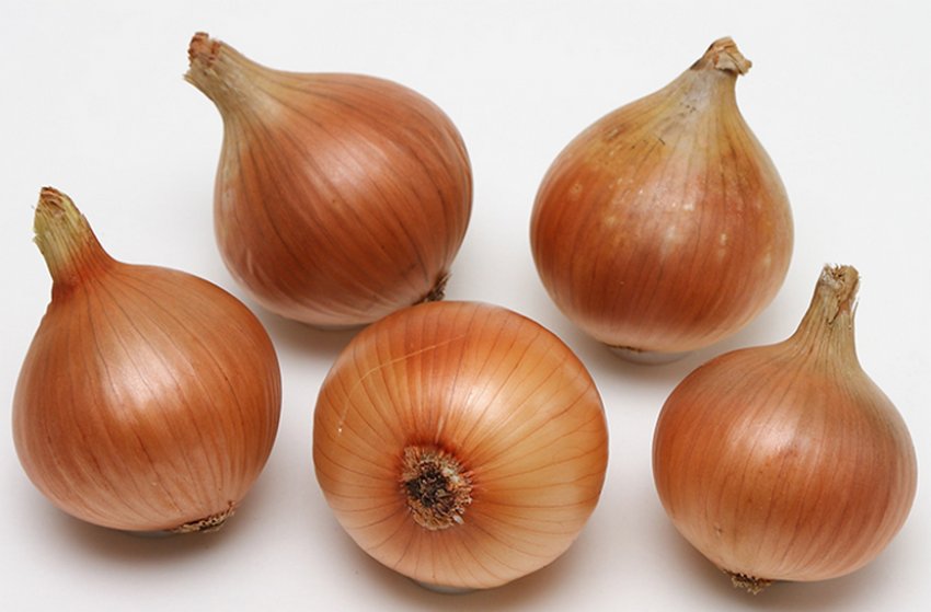 Цибуля Глобус