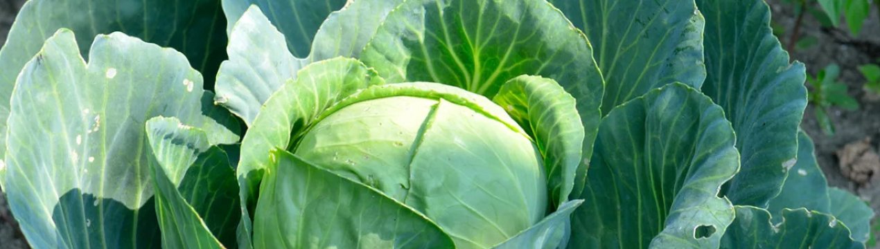 Особливості вирощування сорти капусти Надія