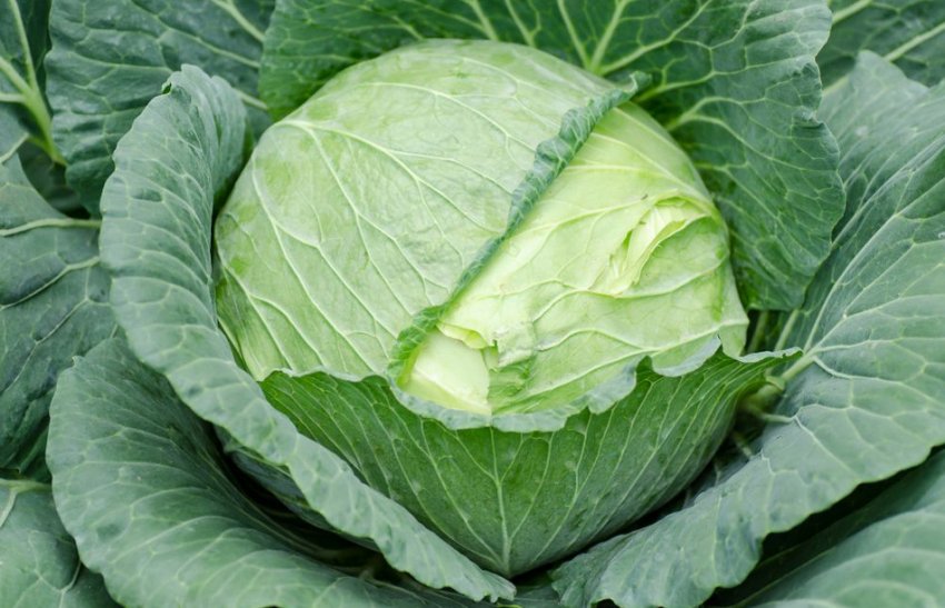 Капуста сорту Надія Капуста сорту Надія