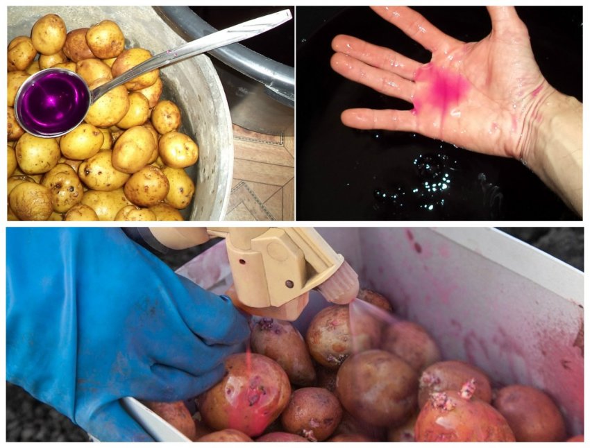 Способи знезараження картоплі Способи знезараження картоплі