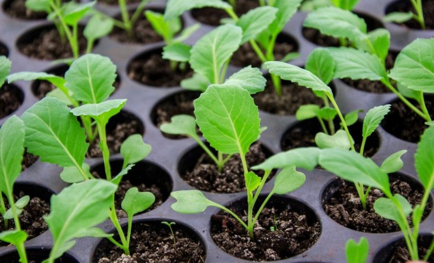 Розсада капусти Розсада капусти