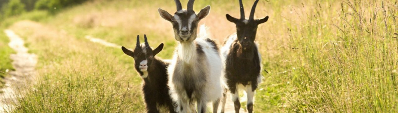 Як правильно годувати козу взимку: складання раціону, основні правила