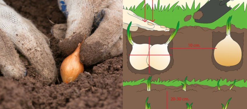 Посадка цибулі