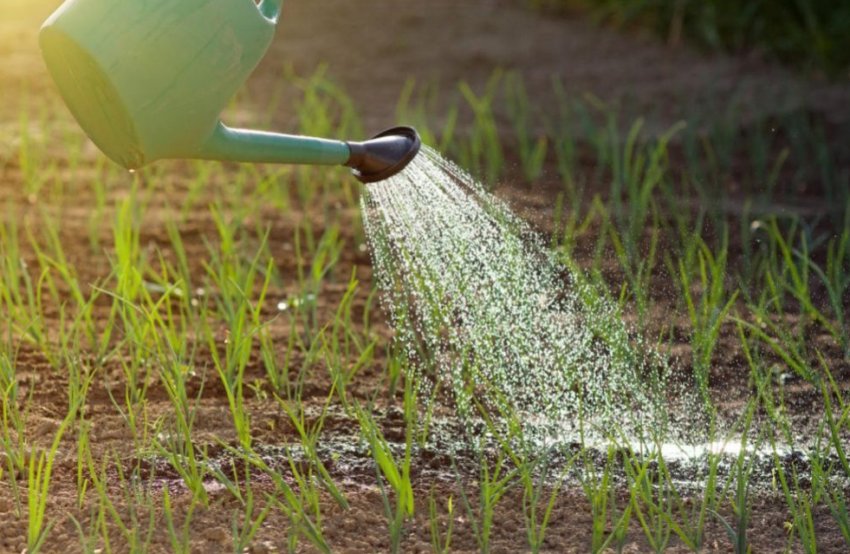 Полив цибулі