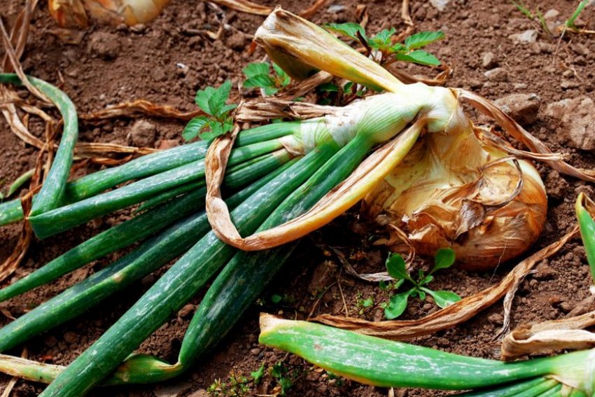 Цибулю вражений цибулевою мухою