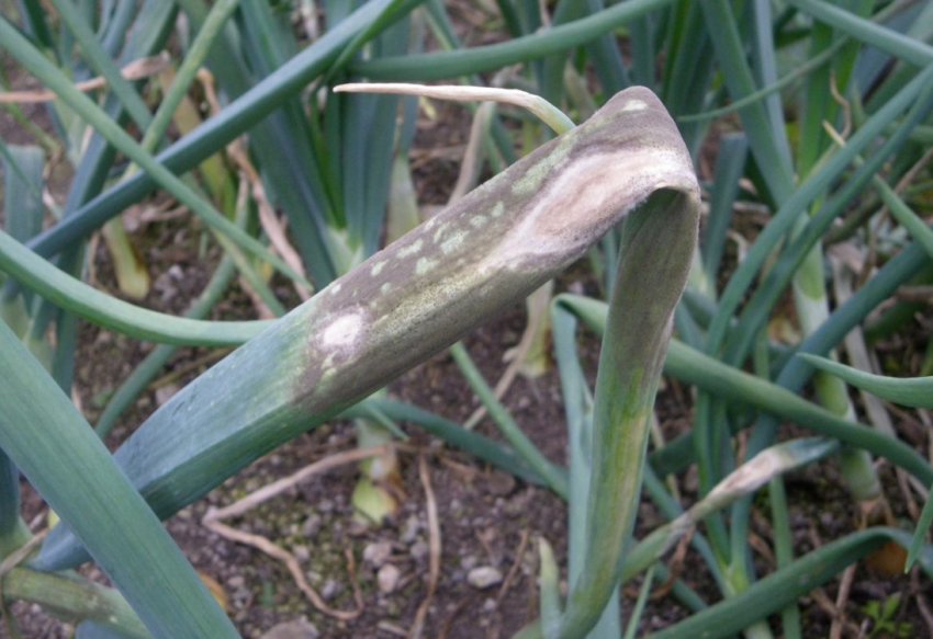 Пероноспороз цибулі