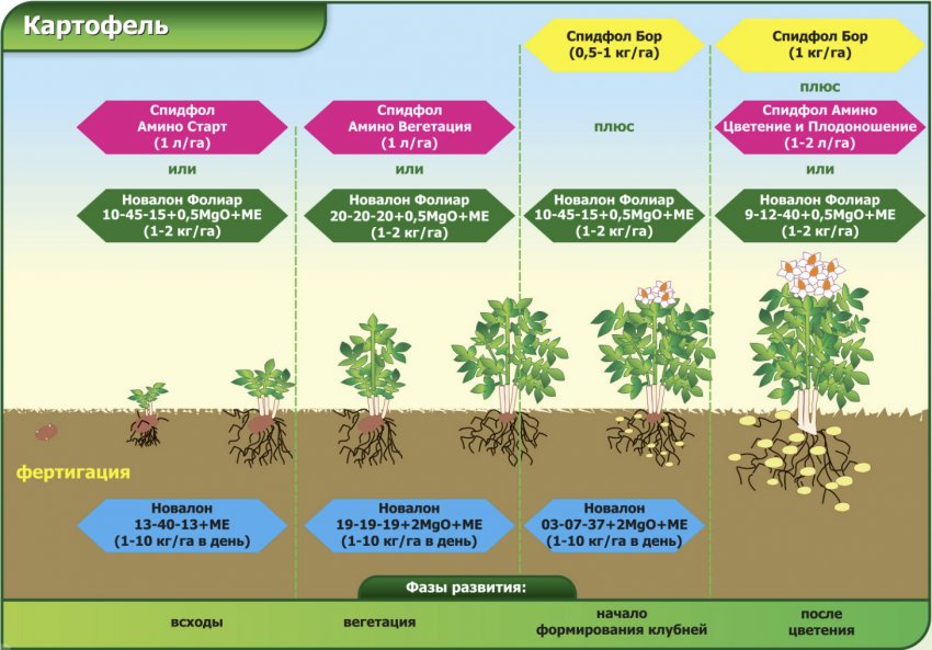 Что такое вегетация деревьев. Схема внекорневых подкормок картофеля. Этапы роста картофеля. Фазы развития картофеля. Стадии роста картофеля.