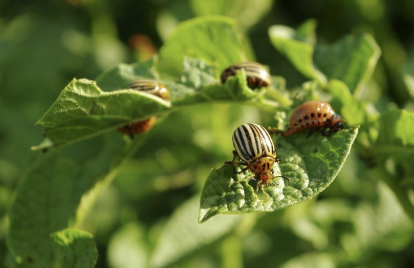 Колорадські жуки на картоплі Колорадські жуки на картоплі