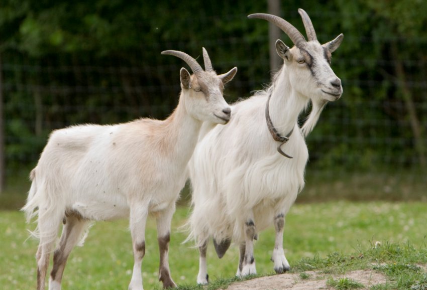 Коза і козел