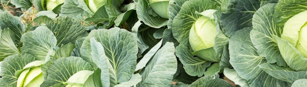 Особливості вирощування капусти Нозомі