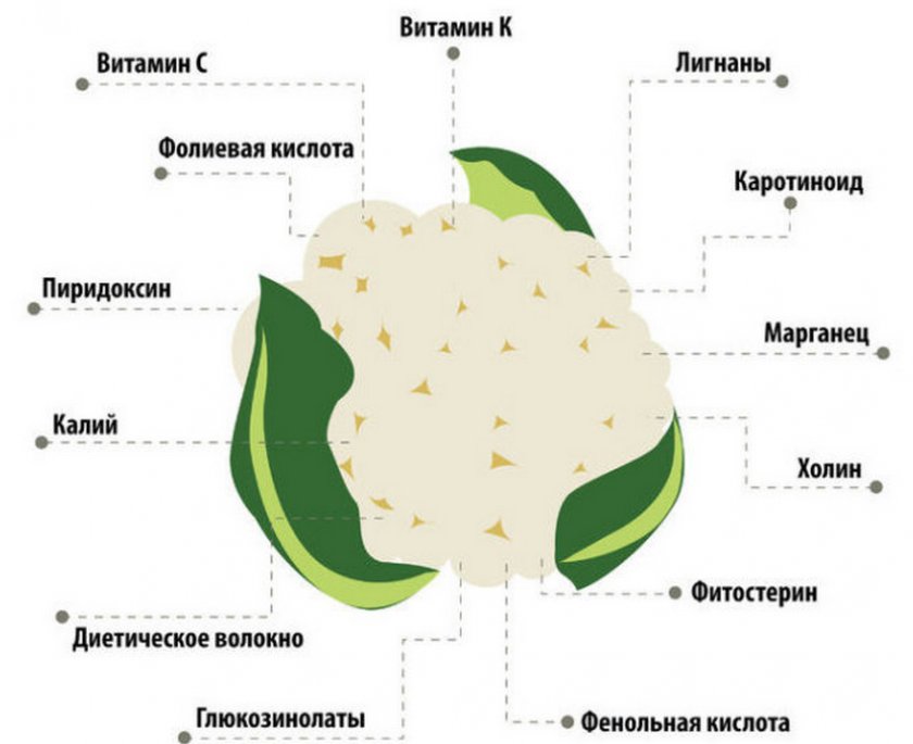 Витаминный состав цветной капусты