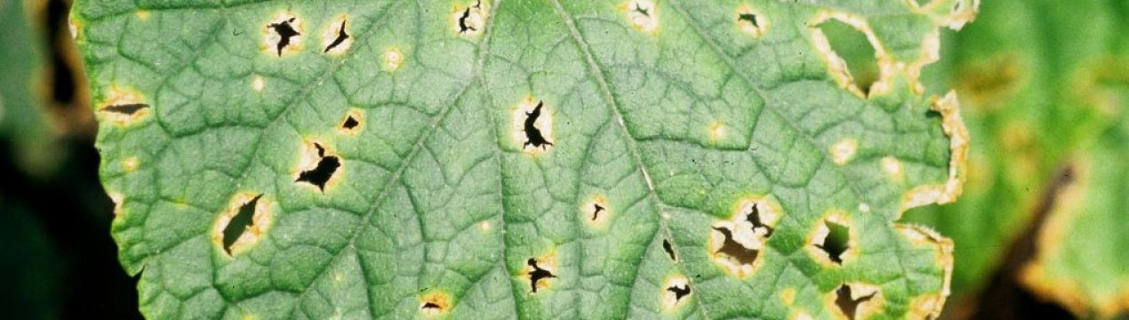 Лікування антракнозу огірків народними засобами і препаратами