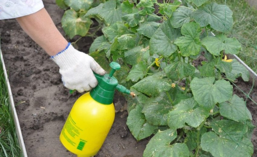 Обприскування огірків Обприскування огірків