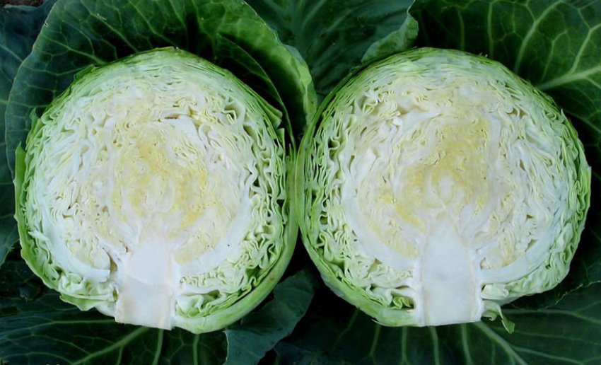 Капуста сорту Нозомі в розрізі