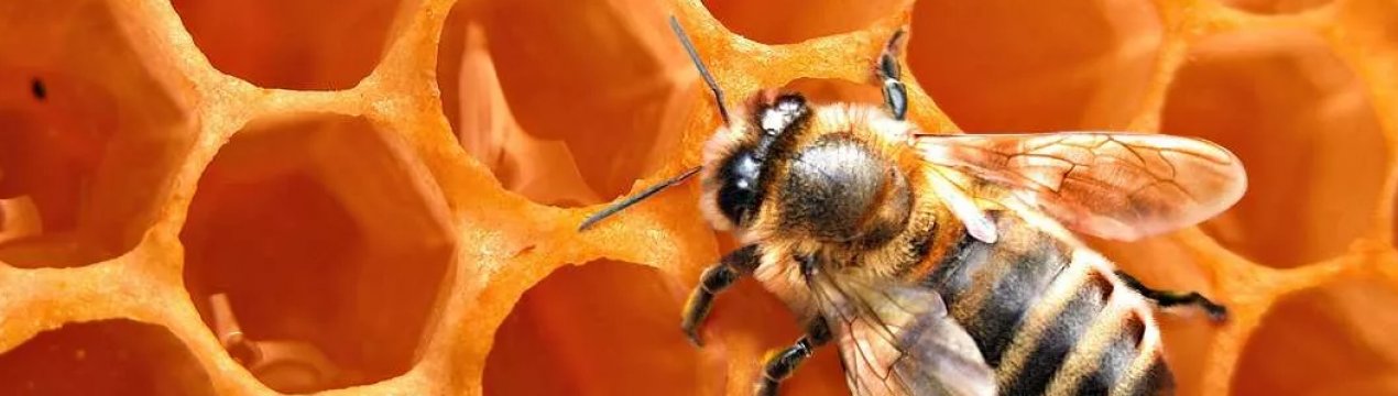 У Новій Зеландії бджолині вулики страждають від смертельного зараження