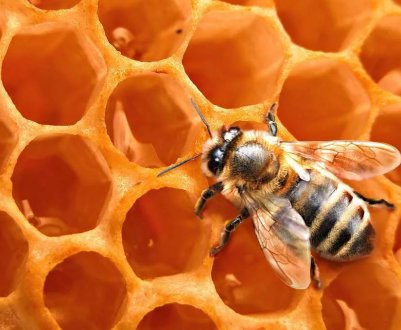 У Новій Зеландії бджолині вулики страждають від смертельного зараження