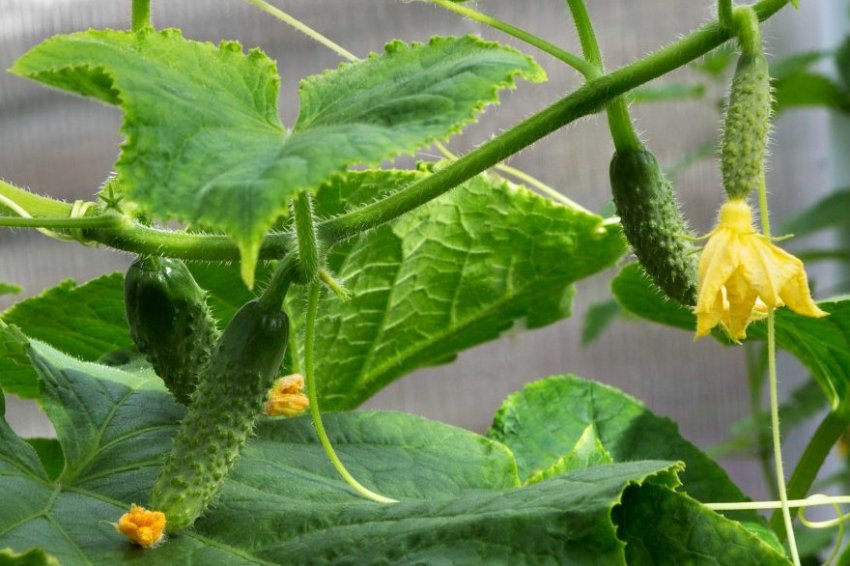 Огірки Паризький корнішон