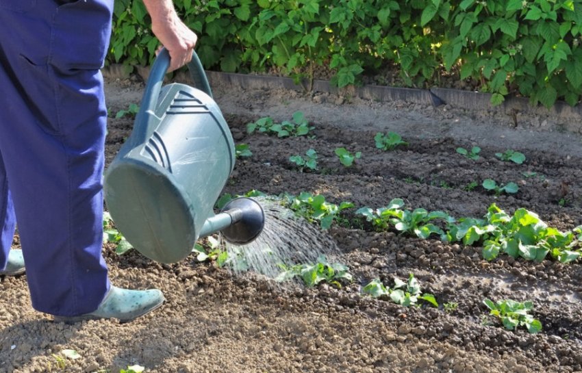 Полив капусти Полив капусти