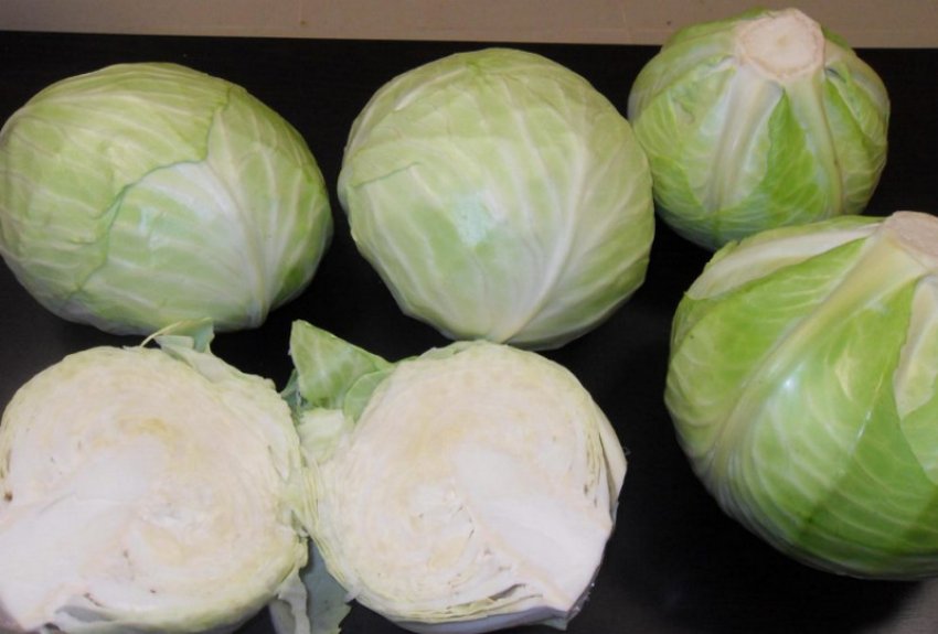 Капуста сорту Надія Капуста сорту Надія