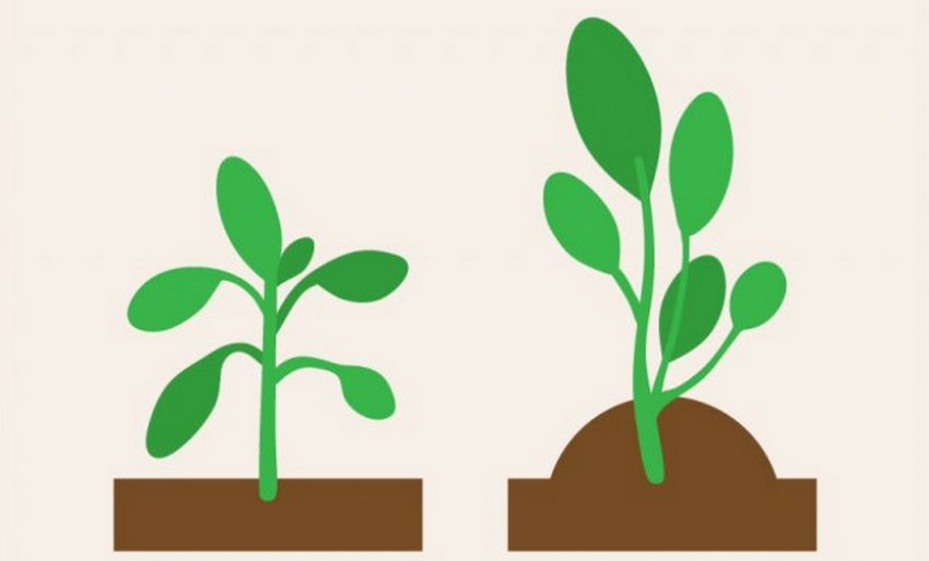 Схема обробки розсади