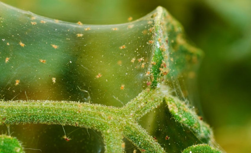 Павутинний кліщ на огірках