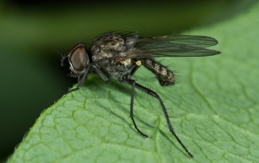 Паросткова муха на огірках