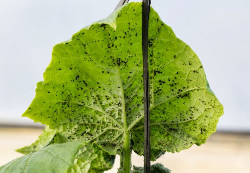 Попелиця на листках огірках