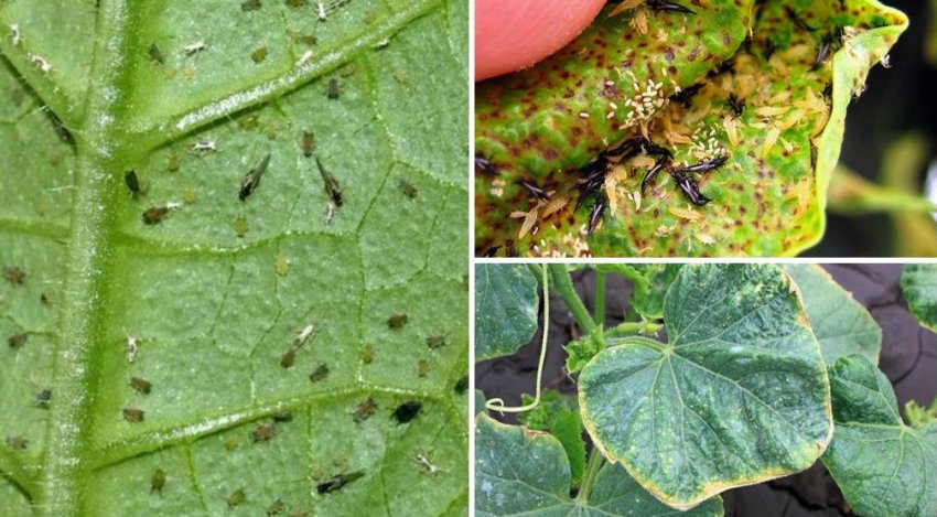 Трипси на огірках