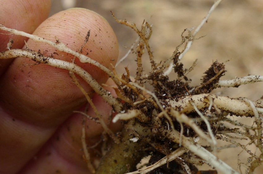 Нематода коренів огірків