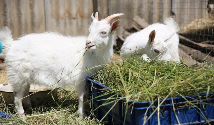 Годування кіз Годування кіз