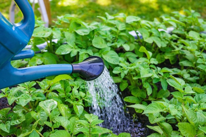 Полив картоплі Полив картоплі