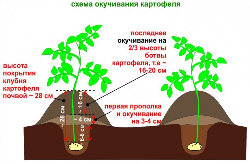 Схема окучивания картофеля Схема окучивания картофеля