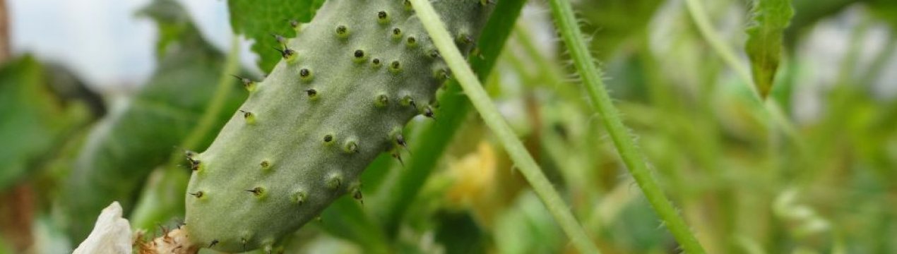 Характеристики та опис сорту огірків Паризький корнішон