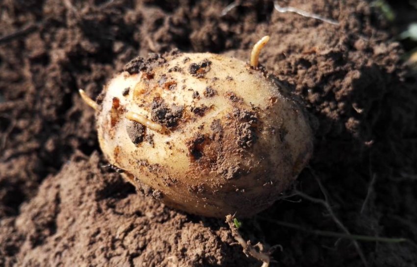 Дротянка на картоплі Дротянка на картоплі