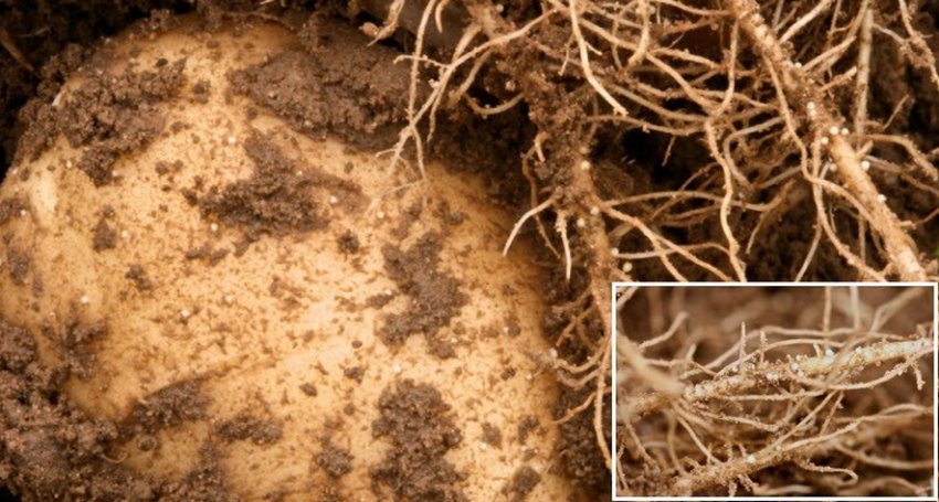 Картопляна нематода Картопляна нематода