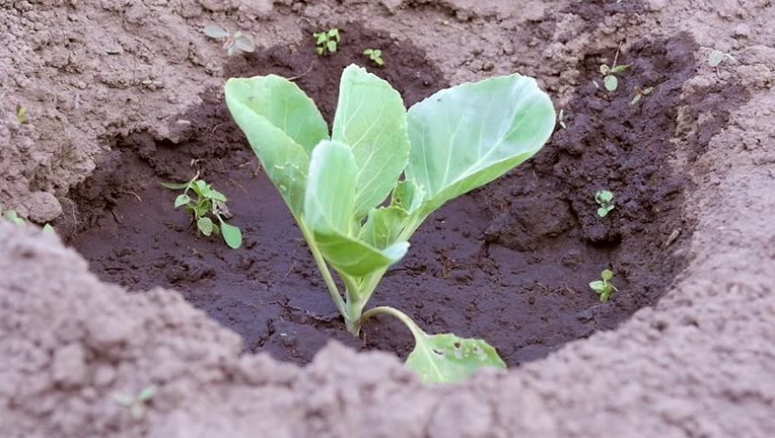 Полив розсади капусти