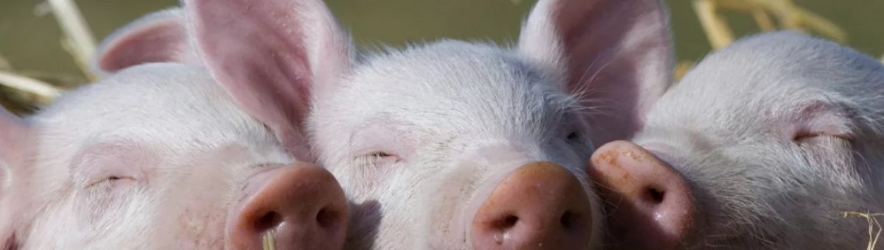 Американські фахівці допоможуть українцям боротися з АЧС