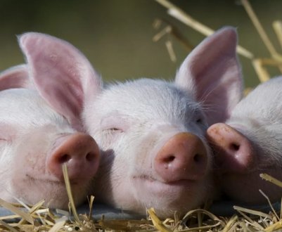 Американські фахівці допоможуть українцям боротися з АЧС