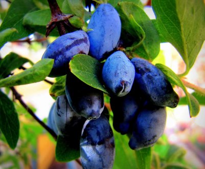 Жимолость – перспективна нішева культура для вирощування в Україні