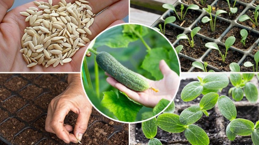 Вирощування огірків розсадним способом