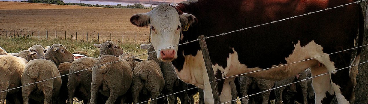 У Великобританії дефіцит ветеринарної анестезії