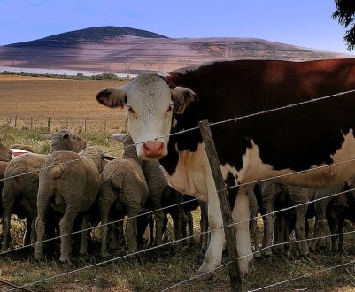 У Великобританії дефіцит ветеринарної анестезії