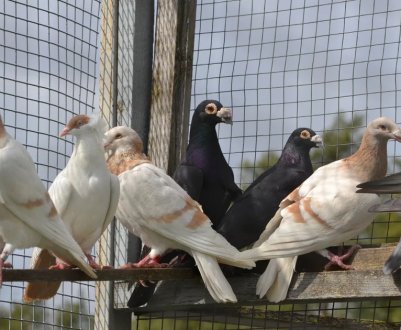 Як побудувати і обладнати голубник своїми руками