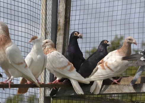 Як побудувати і обладнати голубник своїми руками